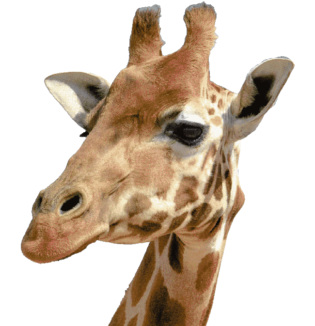 Four And A Half Giraffes